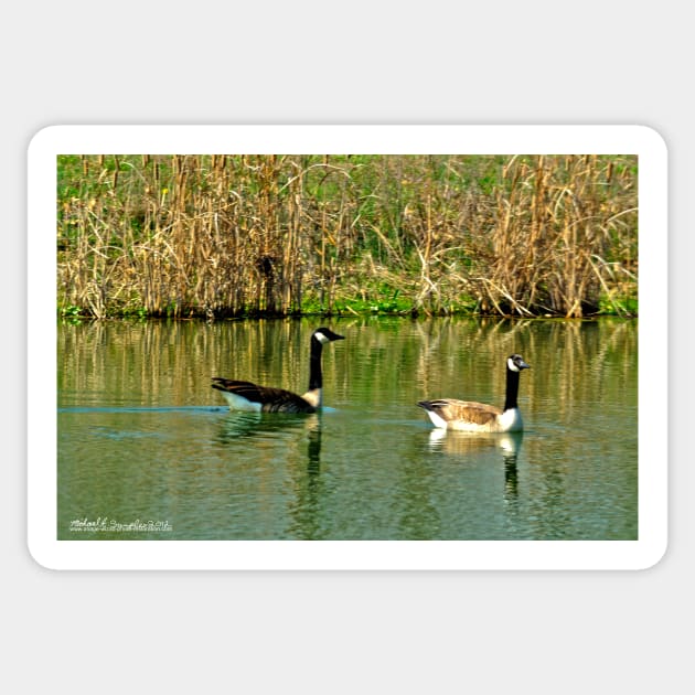 Two on a Pond Sticker by michaelasamples